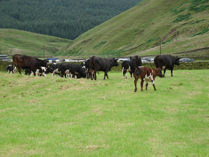 The suckler cows and calves